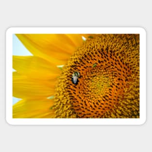 Bee and Aphid on a Sunflower Sticker